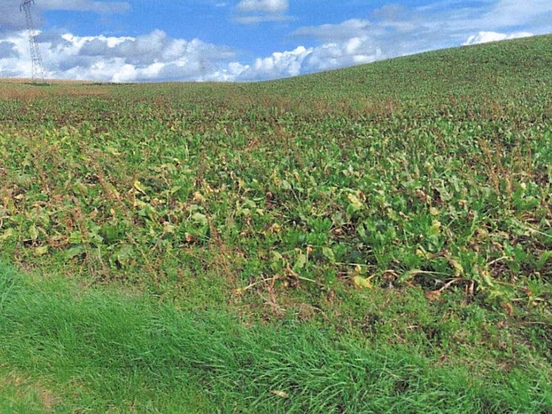 Landwirtschaftsflächen in Wiesloch - Bild 1