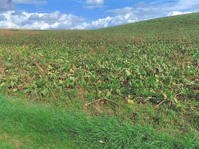Landwirtschaftsflächen in , 69168 Wiesloch OT Schatthausen - Bild 1