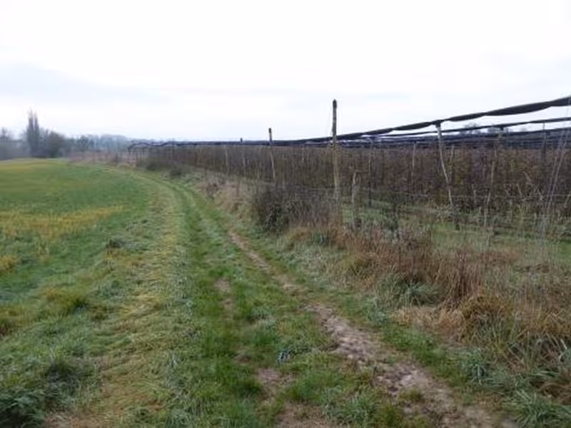 Landwirtschaftsfläche in Wiesloch - Bild 2