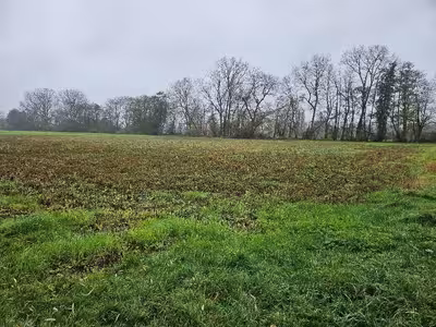 unbebautes Grundstück in - siehe amtliche Bekanntmachung -, 76761 Rülzheim - Bild 1