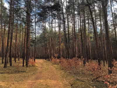 Forstwirtschaftliche Fläche in , 15890 Schlaubetal OT Fünfeichen - Bild 1