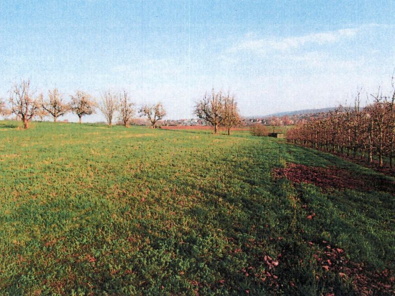 Landwirtschaftsflächen in Neuenstadt - Bild 4