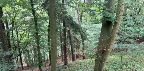 land- und forstwirtschaftlich genutztes Grundstück in Dietfurt an der Altmühl - Bild 4