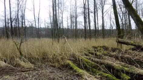 unbebautes Grundstück, Waldfläche, Auewiesen in Espelkamp - Bild 2