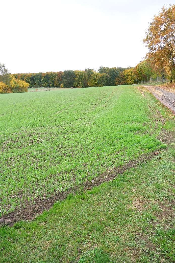 land- und forstwirtschaftliche Grundstücke in Nordhausen - Bild 4