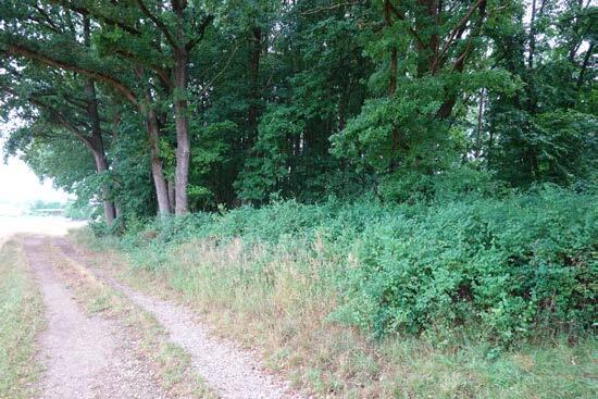 Waldfläche in Sulzbach-Rosenberg - Bild 1