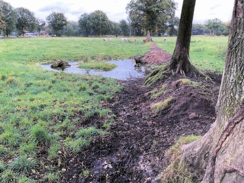 Landwirtschaftliche Nutzfläche (Dauergrünland) in Schafstedt - Bild 3
