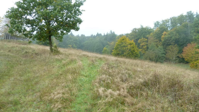 Einfamilienhaus, land- und forstwirtschaftlich genutztes Grundstück in Oberthalhausen - Bild 3