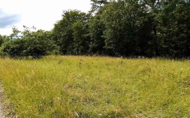 Ehem. landwirtschaftliches Anwesen mit Waldfläche/Grünland in Marlach - Bild 2