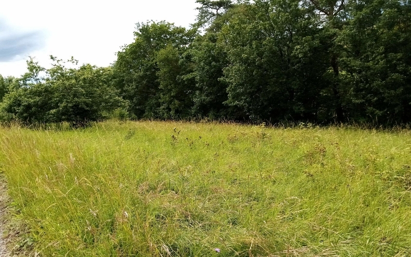 Ehem. landwirtschaftliches Anwesen mit Waldfläche/Grünland in Marlach - Bild 2