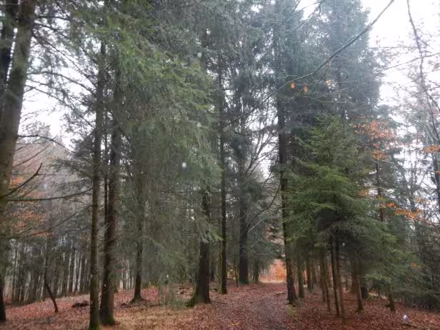 land- und forstwirtschaftlich genutztes Grundstück in Fürstenstein - Bild 4