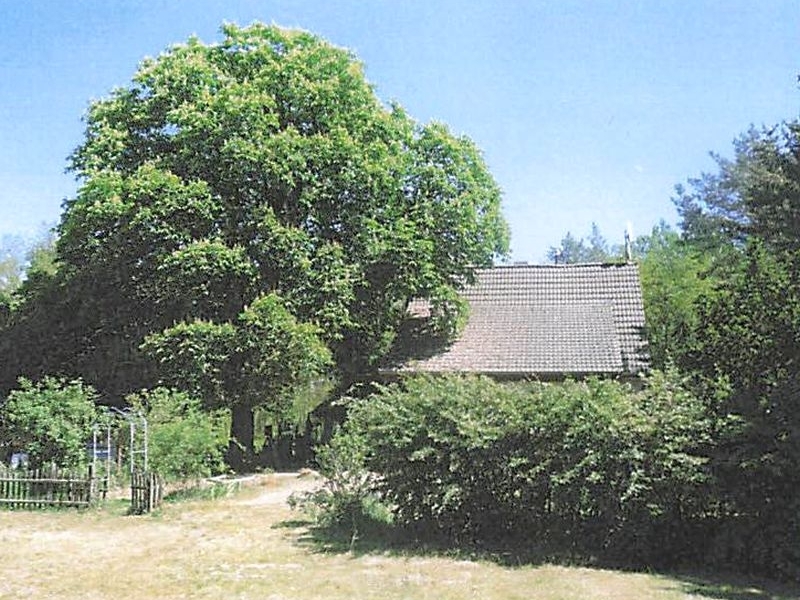 Einfamilienhaus und Waldfläche in Jacobsdorf - Bild 3