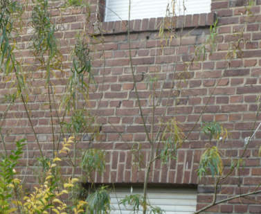 Einfamilienhaus, Baugrundstück, 2 Garagen auf dem Grundstück in Hückelhoven - Bild 4