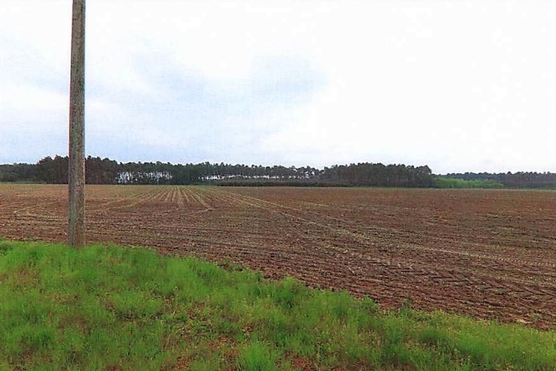Land-/Forstwirtschaftsflächen und Gartenlandflächen in Schönewalde - Bild 1