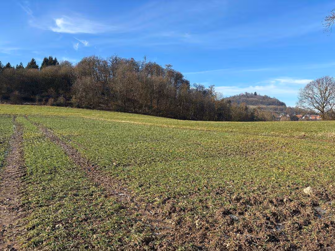 land- und forstwirtschaftlich genutztes Grundstück in Schauenburg - Bild 4