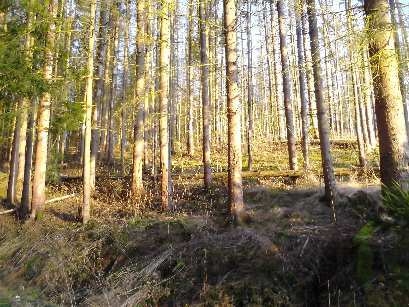 Wald in Neunburg vorm Wald - Bild 2