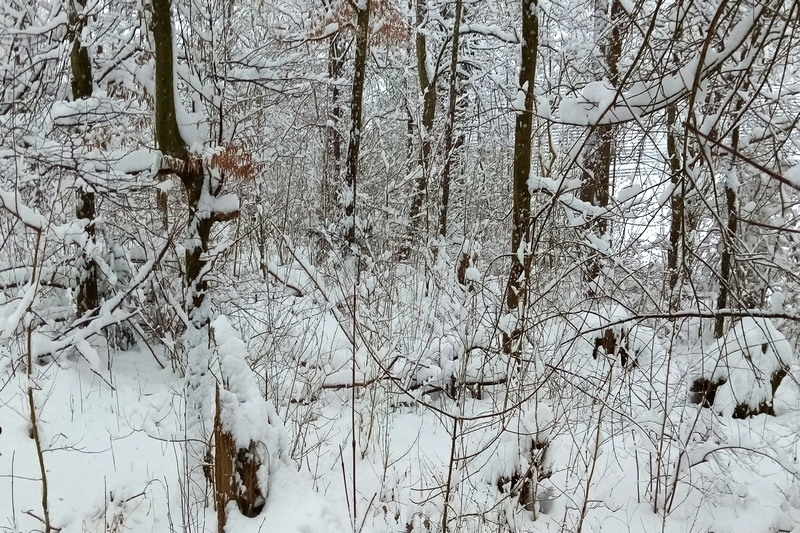 Landwirtschafts-/Waldfläche in Künzelsau - Bild 1