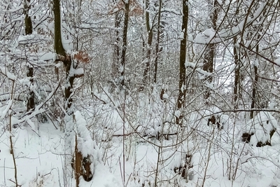 Landwirtschafts-/Waldfläche in , 74653 Künzelsau - Morsbach - Bild 1