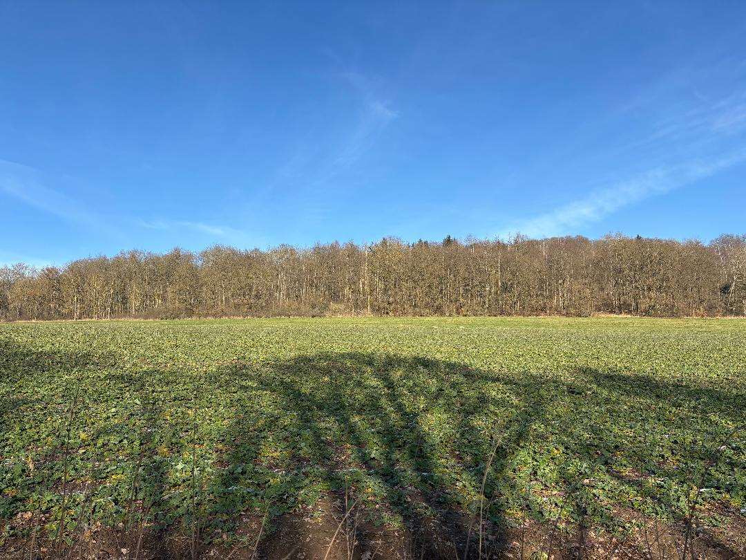 land- und forstwirtschaftlich genutztes Grundstück in Schauenburg - Bild 4