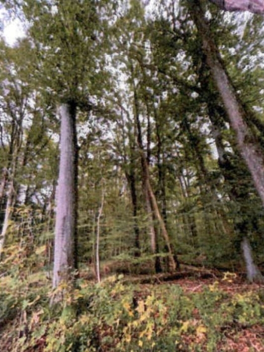 Waldflächen in Althütte - Bild 1