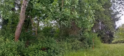 land- und forstwirtschaftlich genutztes Grundstück, Steingasser Bahn in In der Morkelskaul, 53347 Alfter - Bild 1