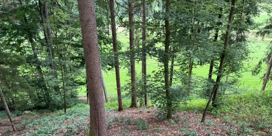 land- und forstwirtschaftlich genutztes Grundstück in Dietfurt an der Altmühl - Bild 1