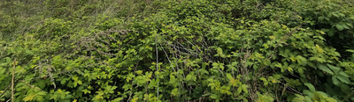 unbebautes Grundstück in Bohnsdorfer Kirchsteig 4,6, 12526 Berlin, Bohnsdorf - Bild 2