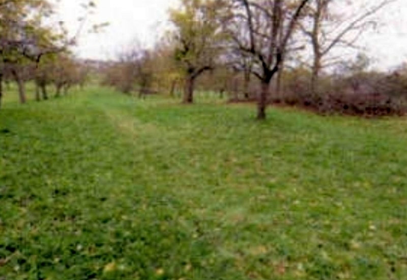 Landwirtschafts-/Waldflächen in Gomaringen - Bild 4