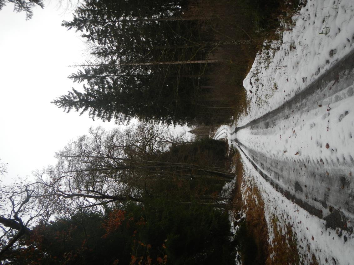 Waldfläche in Schönberg - Bild 4