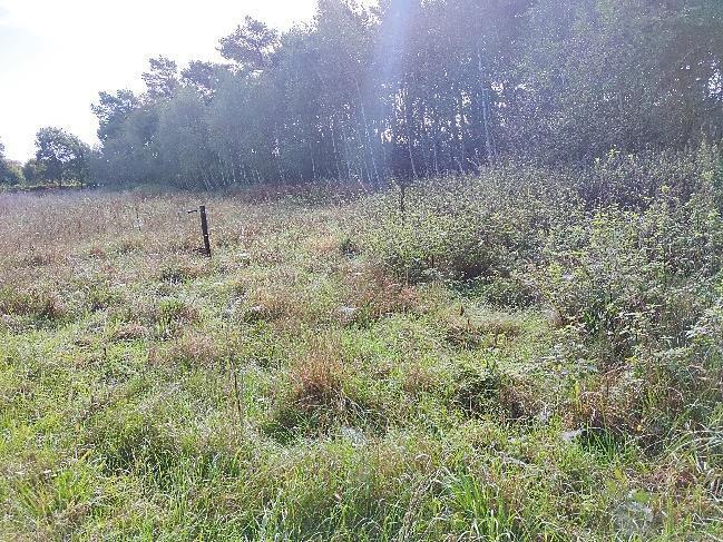 land- und forstwirtschaftlich genutztes Grundstück in Papenburg - Bild 2
