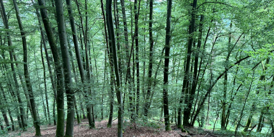 land- und forstwirtschaftlich genutztes Grundstück in Dietfurt an der Altmühl - Bild 1