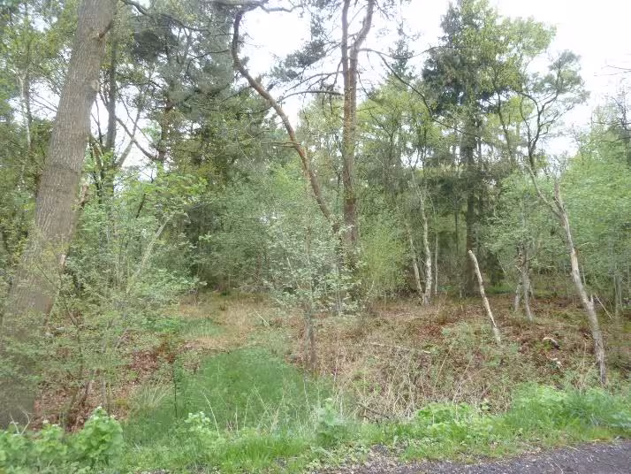 land- und forstwirtschaftlich genutztes Grundstück in Bötersen - Bild 4