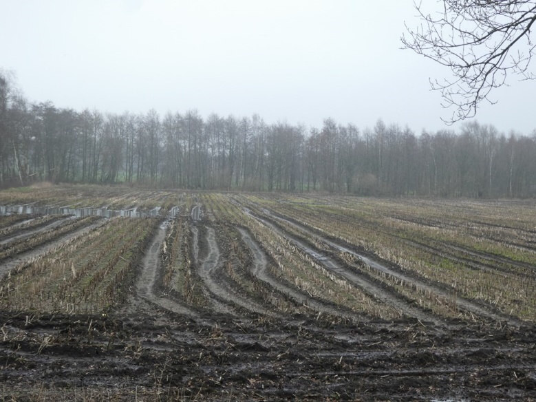 land- und forstwirtschaftlich genutztes Grundstück in Friesoythe - Bild 2