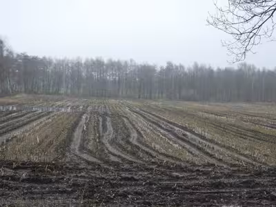 land- und forstwirtschaftlich genutztes Grundstück in Kampe, 26169 Friesoythe, Altenoythe - Bild 2