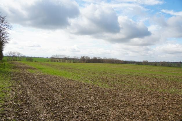 land- und forstwirtschaftlich genutztes Grundstück in Wanzleben-Börde - Bild 1