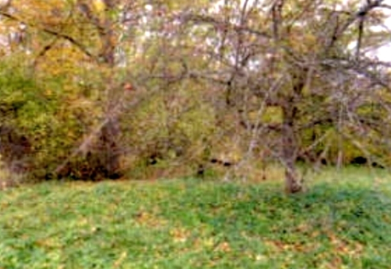 Landwirtschafts-/Waldflächen in Gomaringen - Bild 3