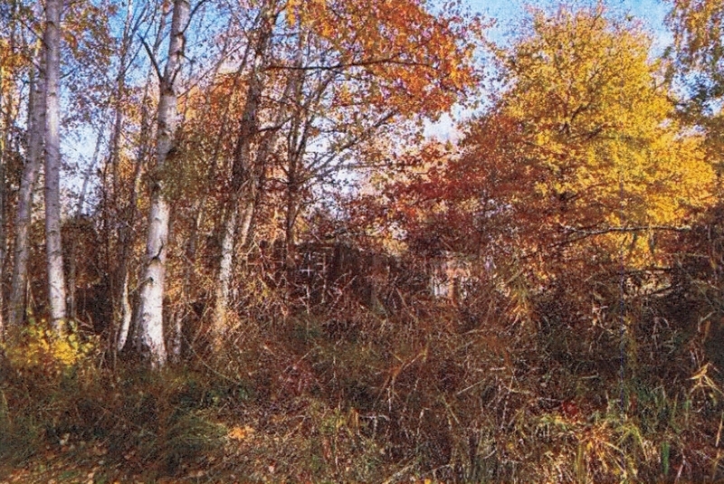 Zwei Grundstücke (Gewässer-/Gehölz- und Grünlandflächen) in Möser - Bild 3