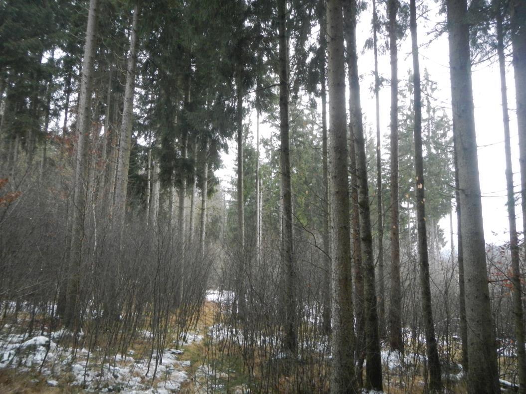 Waldfläche in Schönberg - Bild 2
