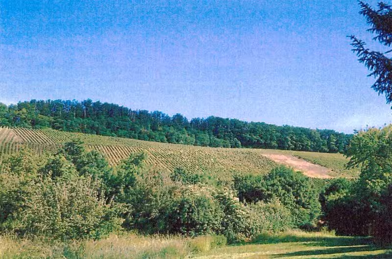 Landwirtschaftsfläche (als Weinberg genutzt) in Brackenheim - Bild 2