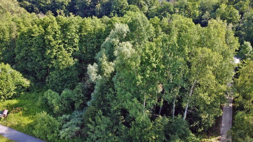 unbebautes Grundstück, Waldfläche mit Quelle in Vahlhausen - Bild 1