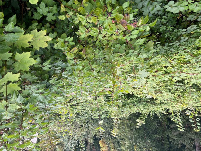 unbebautes Grundstück in Jena - Bild 3