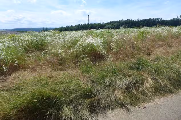 land- und forstwirtschaftlich genutztes Grundstück in Wetzlar - Bild 3