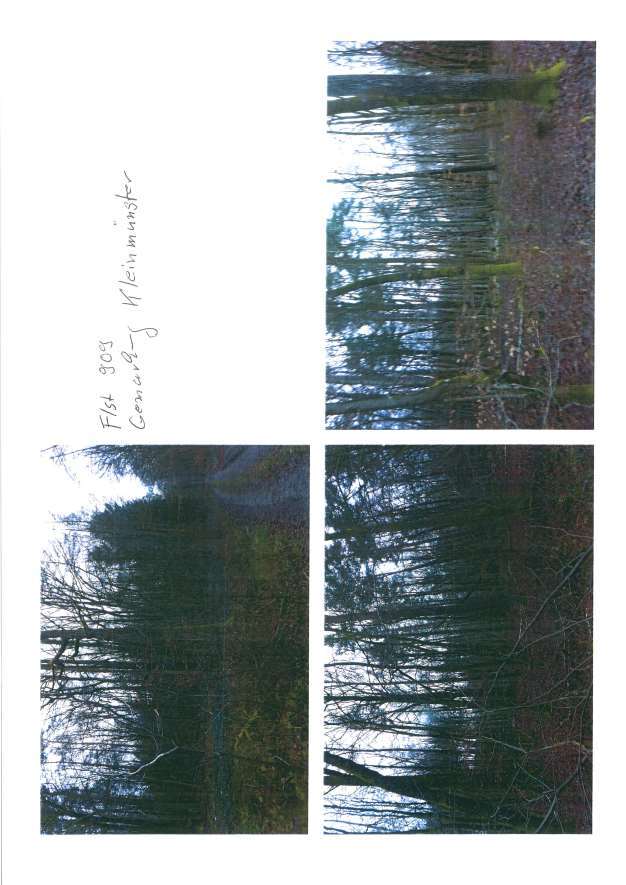 Waldfläche in Geisenfeld - Bild 2