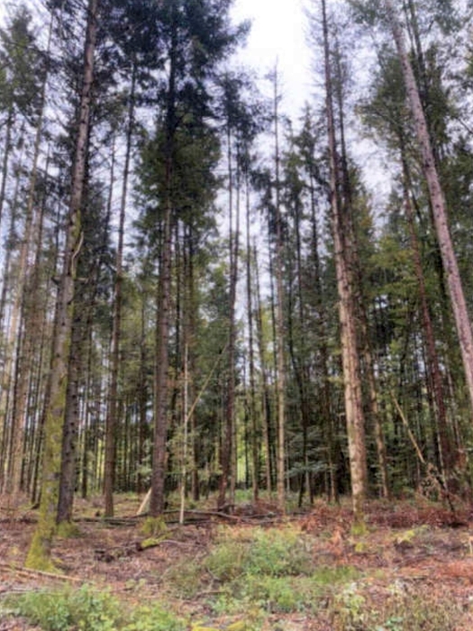 Waldflächen in Althütte - Bild 3