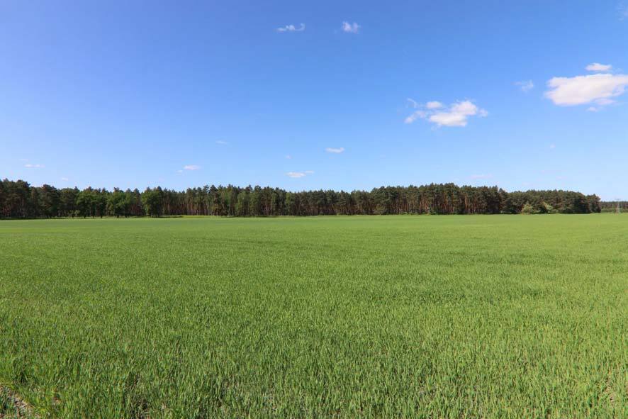 unbebautes Grundstück, land- und forstwirtschaftlich genutztes Grundstück in Boxberg/O.L. - Bild 4