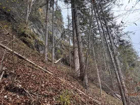 Wald in Kiefersfelden - Bild 1