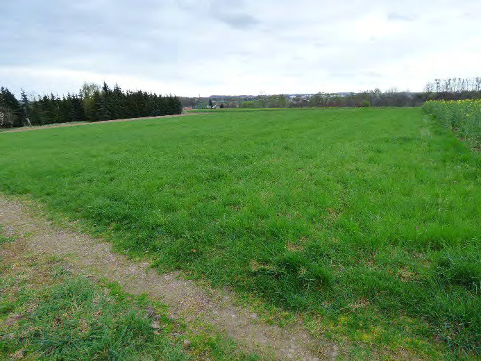 land- und forstwirtschaftlich genutztes Grundstück in Nossen - Bild 1