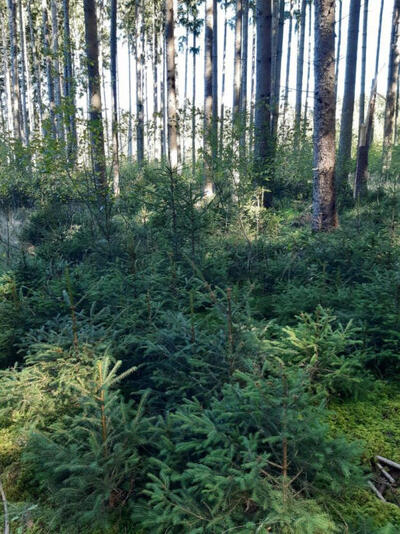 Waldfläche in etwa 1,5 km nordwestlich der Ortschaft Mödishofen und ca. 2,0 km südlich der Ortschaft Häder, 86514 Ustersbach - Bild 2
