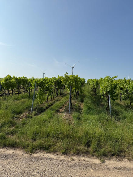 land- und forstwirtschaftlich genutztes Grundstück in Hergersweiler - Bild 2