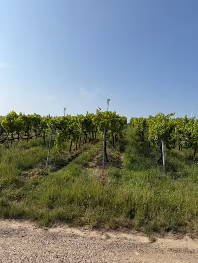 land- und forstwirtschaftlich genutztes Grundstück in siehe amtliche Bekanntmachung, 00000 Hergersweiler u.a. - Bild 2